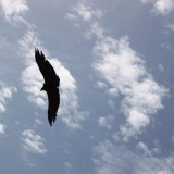 IMG_3785.jpg